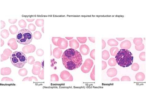 Granulocytes