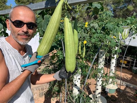 Tower Garden Loofah Sponges | Aeroponic Luffa Sponges | Agrotonomy