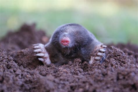 Mole (Animal) - Facts, Pictures, Diet, Character, Behavior, Information | Animals Adda