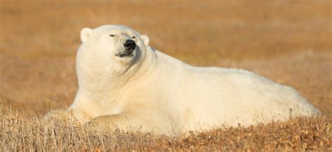 Are There Polar Bears in Alaska? Essential Information Before Your Visit