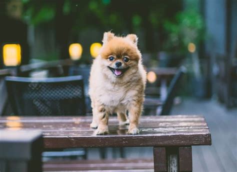 300+ Fun and Fluffy Dog Names For Your Furry Friend!