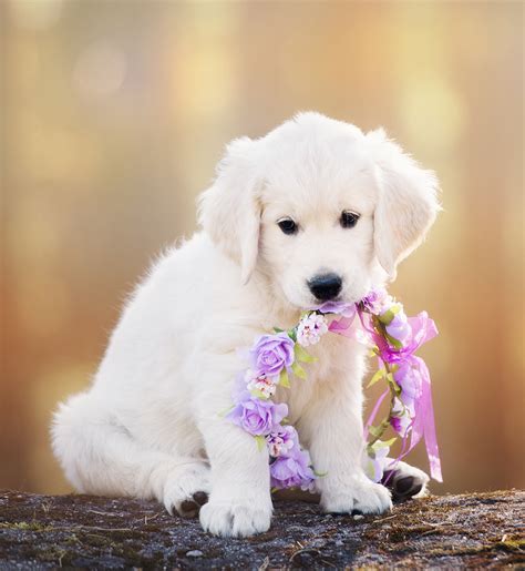 Cute Puppy Names - Adorable Ideas For Naming Your Puppy