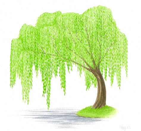 Willow tree clipart - Clipground