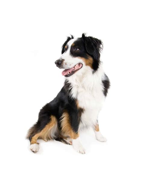 Mini Borders: What you need to know about Miniature Border Collies - BorderCollieHealth