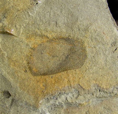 Awesome Canadaspis carapace fossil! | Mysite