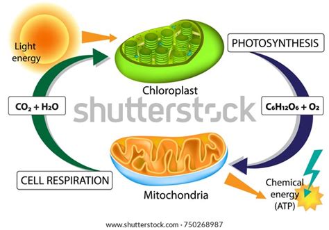 1 Aerobic Cellular Respiration In Animals Images, Stock Photos ...