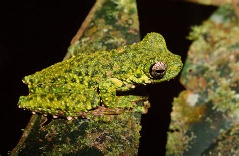 Look: 4 new fascinating frog species discovered -- including one that ...