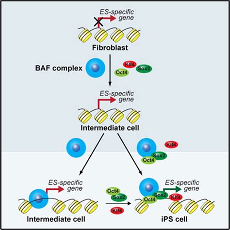 Chromatin-Remodeling Components of the BAF Complex Facilitate Reprogramming: Cell
