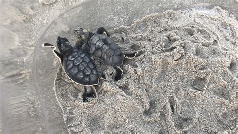 Myrtle Beach State Park officials share tips as sea turtle hatching ...