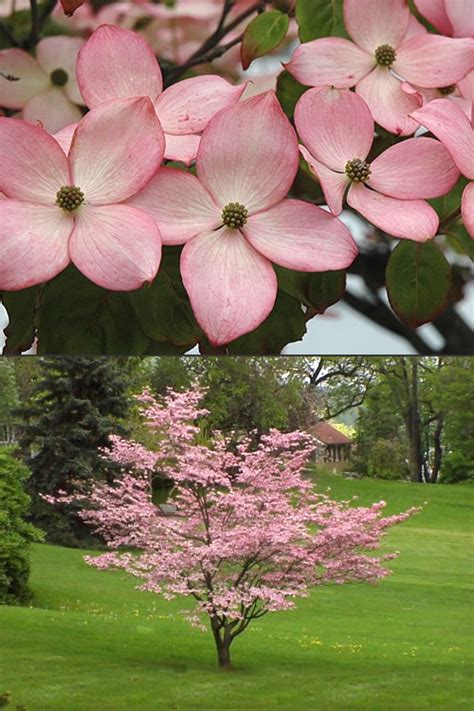 Buy Pink Chinese Dogwood Cornus kousa 'Satomi' trees For Sale Online From Wilson Bros Gardens