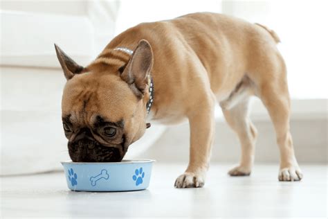 French Bulldog Feeding Chart: How To Keep Your Frenchie Fit