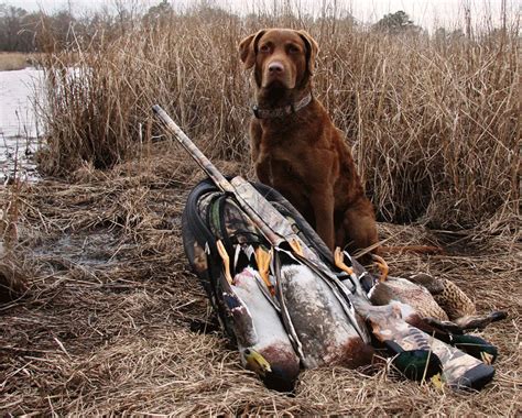 6 Best Duck Hunting Dog Breeds - Outdoor Enthusiast Lifestyle Magazine