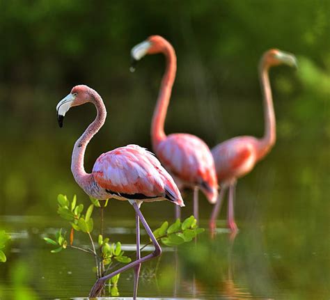 30+ Mating Dance Of A Flamingo Stock Photos, Pictures & Royalty-Free Images - iStock