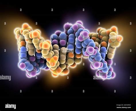 B-DNA molecule. Computer model showing the B structure of a DNA ...