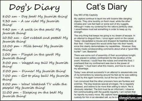 Dog's vs Cat's diary Haters Gonna Hate, I Love Dogs, Puppy Love, The ...