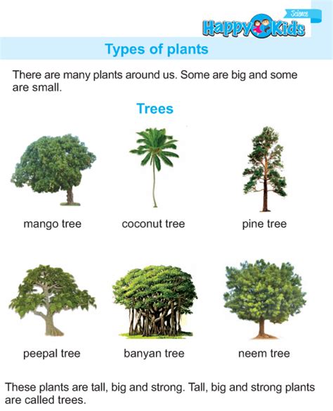 Kindergarten Science Types Of Plants | Preschool