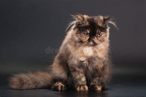 Female persian cat breed stock image. Image of pets, persian - 9324215