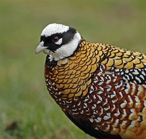 Details : Reeves's Pheasant - BirdGuides