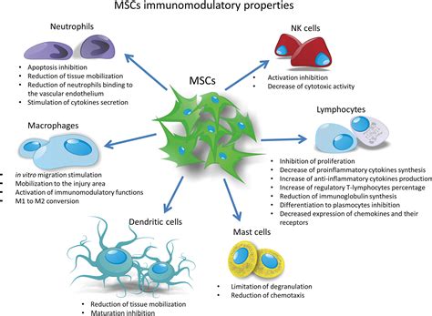 Cellule staminali mesenchimali: dalle radici al potenziamento - MediMagazine