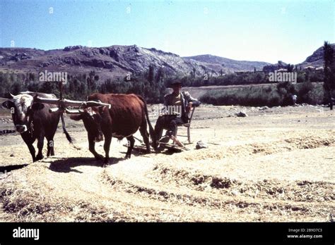 Threshing sledge hi-res stock photography and images - Alamy