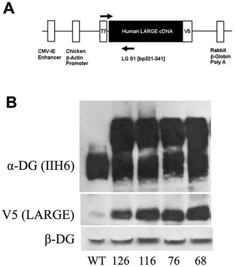 Generation of LARGE transgenic mouse. A. A schematic representation of ...