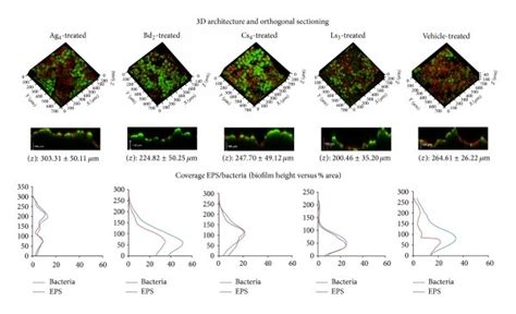 3D confocal imaging: a quantitative analysis. 3D reconstruction of ...