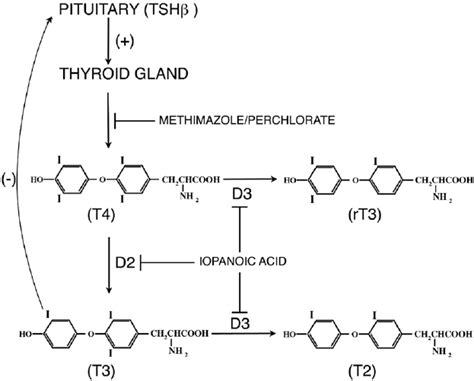 The negative feedback loop between the thyroid gland and the anterior... | Download Scientific ...