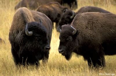 Bison Herd | Metsmerized Online