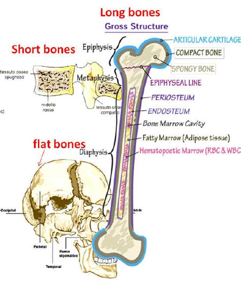 Anatomy and histology of bone tissue