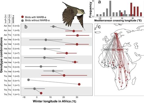 Genes decide the willow warbler's migration routes, finds study