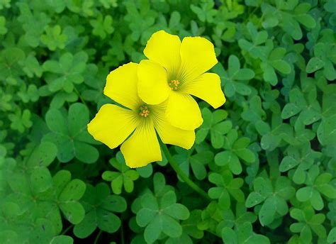 9 Common Grass Weeds With Yellow Flowers: Identify & Treat