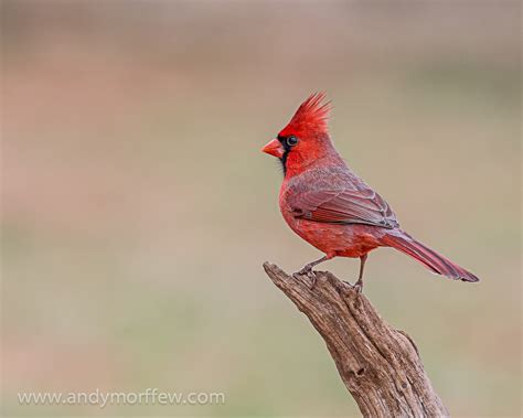 Northern cardinal - song / call / voice / sound.