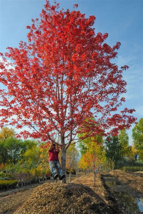 MAPLE AUTUMN BLAZE For Sale in Boulder Colorado