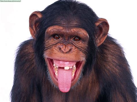 Cheeky Chimp, animal, primate, hilarious animals, cheeky, face, funny, chimp HD wallpaper | Pxfuel