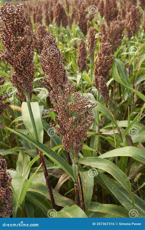 Sorghum bicolor crop stock photo. Image of crop, flora - 207367316