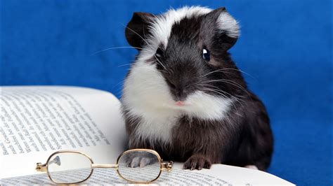 Funny guinea pig with glasses and a book wallpapers and images ...