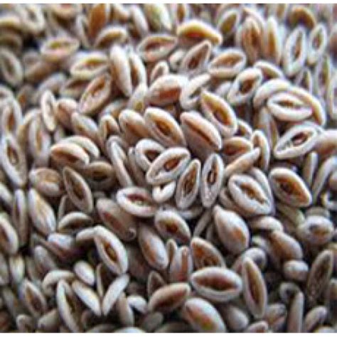 Purchase PSYLLIUM SEED BLONDE WHOLE in Canada