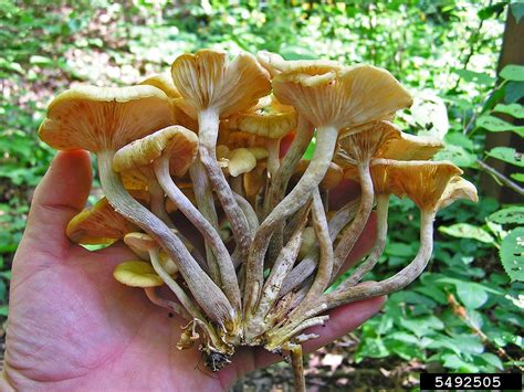 Armillaria root rot (Armillaria tabescens)