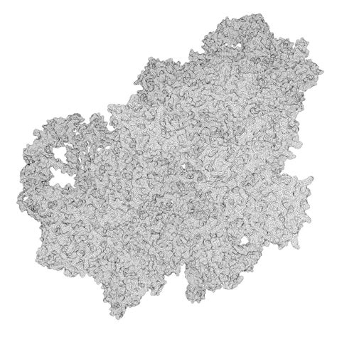 Structure Bacterial Ribosome 3d Model