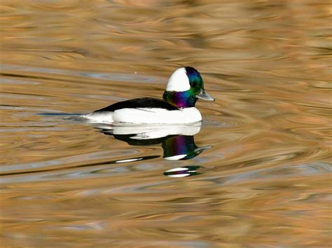 27 Species Of Ducks In Oregon (ID, Calls, Season Guide)