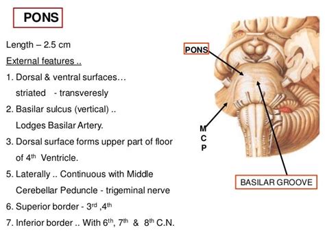 Pons Anatomy