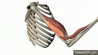 Elbow Joint Flexion, Extension, Supination, Pronation on Make a GIF