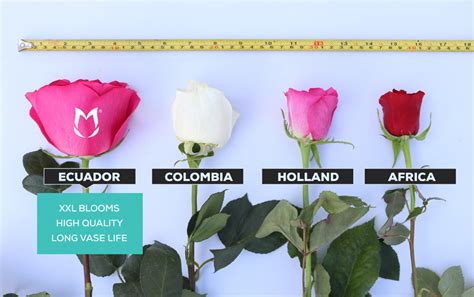 Ecuadorian Roses - Why are the best Roses of the World? - XXL Blooms