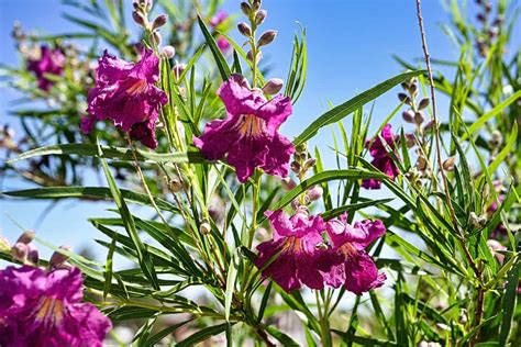 5 Varieties Of Desert Willow To Beautify Your Yard