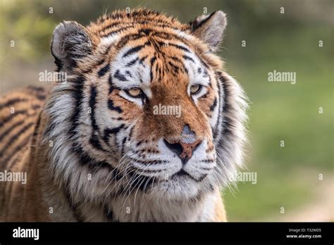 Female Amur tiger (face Stock Photo - Alamy