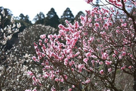 Plum blossoms 4 Free Photo Download | FreeImages