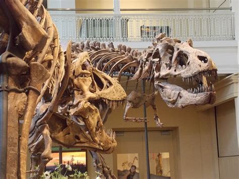 Photo diary dinosaurs at the carnegie museum – Artofit