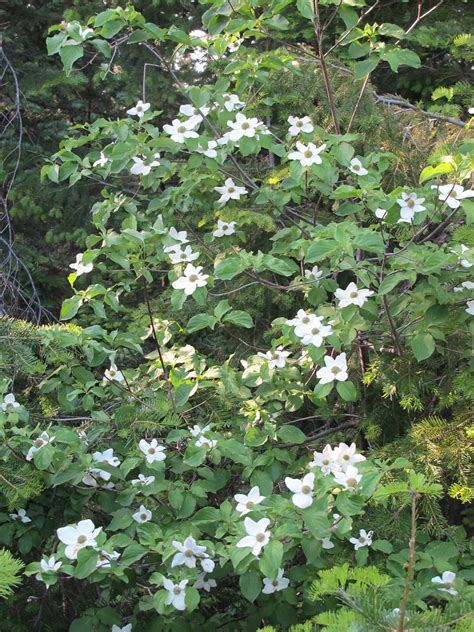 Cornus nuttallii | Cornus nuttallii, Common Name: Western Do… | Flickr