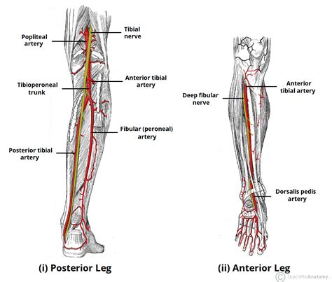 Arteries of the Lower Limb - Thigh - Leg - Foot - TeachMeAnatomy