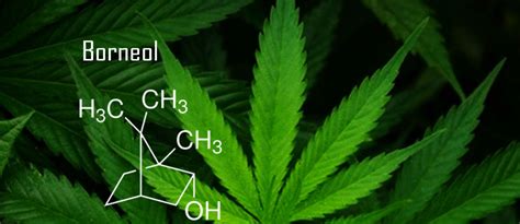 What is Borneol? | Terpenes and Testing Magazine